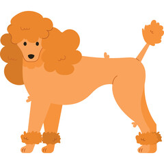Orange Poodle Standing Gracefully With Pom Poms on Legs and Tail on Transparent Background