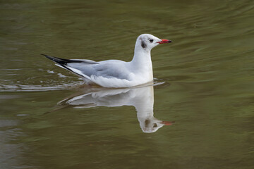 Black-headed Gull perched by the water, showing its white plumage, dark head, and red bill. A calm wildlife moment capturing this elegant shorebird in its natural wetland habitat.