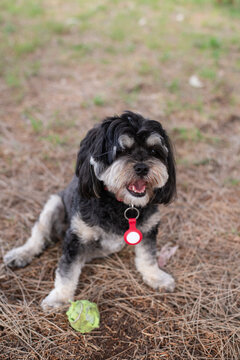 Malshi dog with a tennis ball at its feet