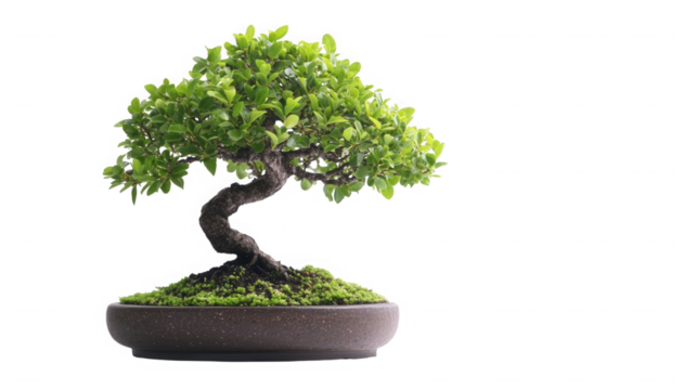 A bonsai tree with green leaves in a brown pot on black background on transparent background - Powered by Adobe