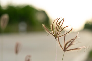 Nature of grass field, flower grass with sunlight