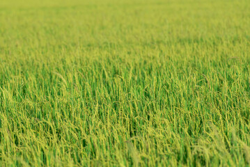 Nature of rice field on rice paddy