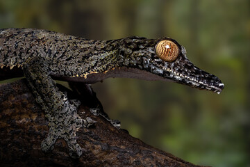 Uroplatus fimbriatus (giant leaf-tailed gecko) is a gecko endemic to Madagascar. 