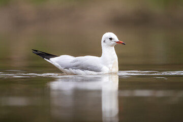 Fototapeta premium Black-headed Gull perched by the water, showing its white plumage, dark head, and red bill. A calm wildlife moment capturing this elegant shorebird in its natural wetland habitat.