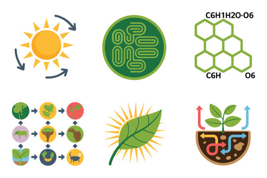 Photosynthesis process, detailed sun, chlorophyll formula, plant leaf, root system, molecular chemistry vector.