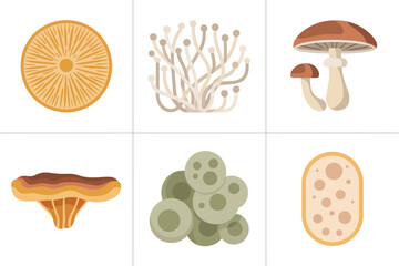 Mushroom fungi set, different types of mushrooms, spores, mycelium, wood growth, biology study flat illustration vector.