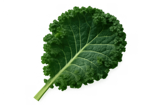 Fresh green kale leaf, a superfood vegetable illustrating healthy eating and detox diets, transparent background