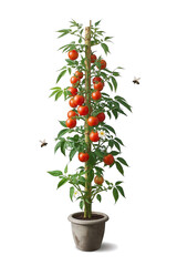 Tomato houseplant 