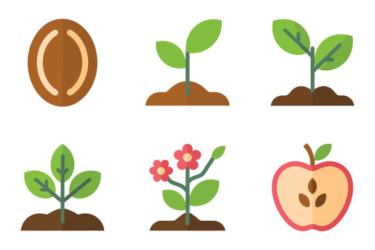 Simplified plant growth icons, seed, sprout, flower, apple fruit, leaf, root system, agriculture education vector set.