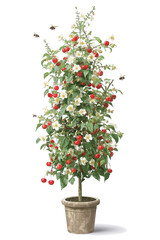 Cherry houseplant