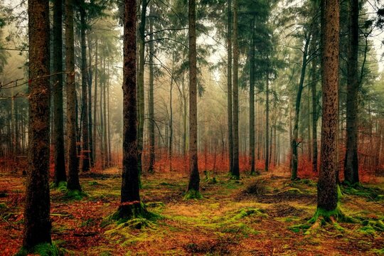Looking Up Through a Dense Bamboo Forest Canopy