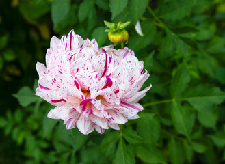 Unique white dahlia flower speckled with vibrant magenta pink markings