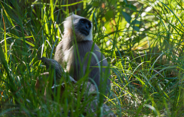 Terai Gray Langur is sitting on the floor, showing its long limbs, expressive face, and silver-gray fur. A natural wildlife moment from the lowland forests of the Terai.