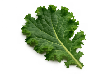 Green kale leaf on transparent background, showing healthy raw vegetable for nutritious diets and cooking ingredients