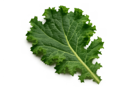 Green kale leaf on transparent background, showing healthy raw vegetable for nutritious diets and cooking ingredients
