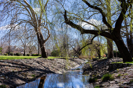 rocky ponds creek running through parkland in late winter with willow trees in budburst