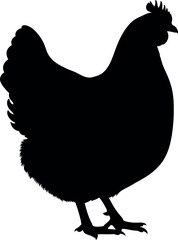 Black silhouette of a domestic chicken, likely a hen, standing, isolated on