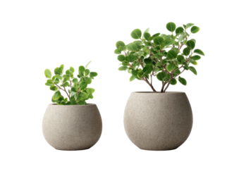 Two plants in rounded, textured pots, one smaller