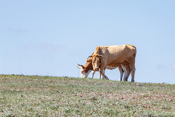 Two cows in the field