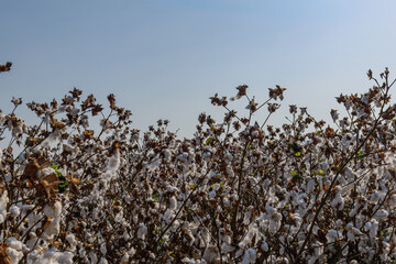 white cotton in the field	
