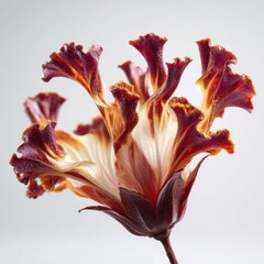 Closeup Ornate Flower With Red And White Petals