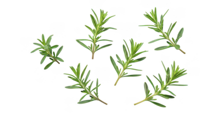 Fresh Rosemary Sprigs Isolated On Black Background