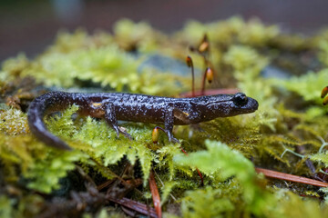 Closeup on a dark colored juvenile of the intermediate form of Ensatina eschscholtzii eschscholtzii