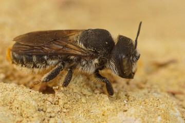 Closeup on a Mediterranean golden-tailed woodborer bee, Lithurgus chrysurus