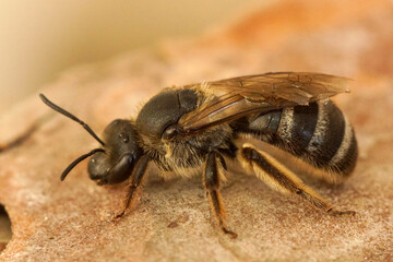 Closeup on a female mediterranean furrow bee, Lasioglossum species from the Gard, France