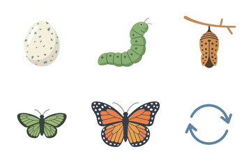 Insect metamorphosis set, egg, caterpillar, chrysalis, butterfly, rabbit, life stages, natural science flat illustration vector.