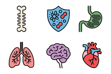 Organ health set, brain, heart, lungs, stomach, bone structure, immunity shield, biological education flat illustration vector.