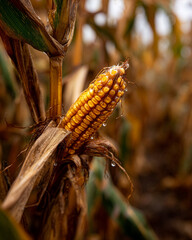 Golden Corn Cob - Autumn Harvest - Sustainable Abundance