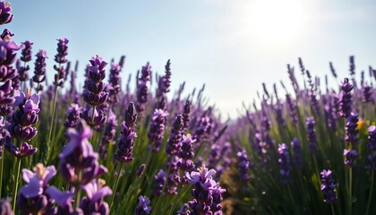 Naklejka premium Sun-drenched field of lavender, vibrant purple blooms filling the air with sweet fragrance, rural, countryside