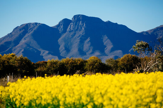 Bluff Knoll in spring with colourful canola paddock