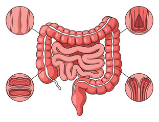 Detailed Human Intestinal Wall Structure Anatomy Vector, digestive anatomy, medical 