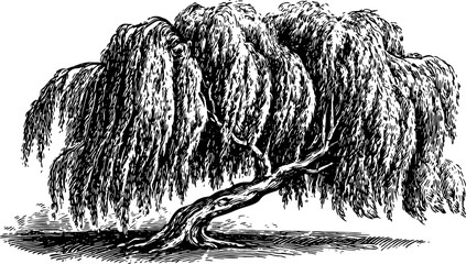 Weeping tree outline in black and white. Vintage set of vector illustrations depicting the botanical subject.