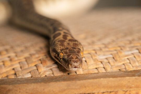 Close up of pet Stimson Python snake
