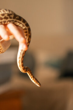 Hand holding Stimson Python with copy space