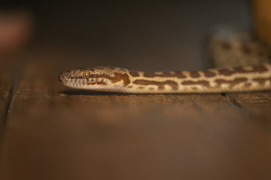 Stimson Python slithering across wooden floor