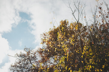 tree branches against the sky