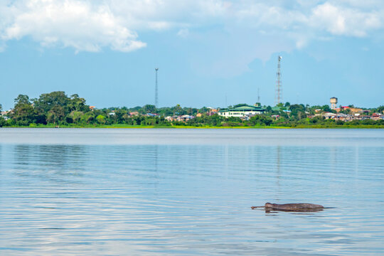 Pink dolphin inia geoffrensis freshwater mammal in Amazon river aka boto bufeo in Caballo Cocha lake Peru
