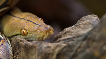 Close up of a python snake s head amongst branches