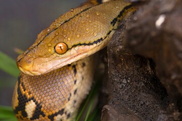 Close up portrait of a reticulated python coiled on a branch