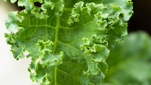 Close up of a vibrant green curly kale leaf with detailed texture