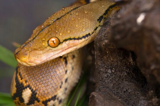 Close up portrait of a reticulated python coiled on a branch