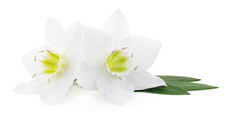 White flowers isolated on white background