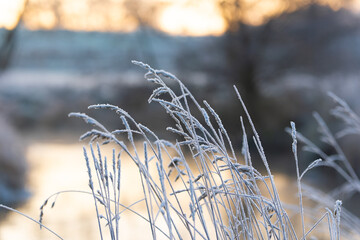 Gräser in der aufgehenden Sonne an einem eiskalten Morgen