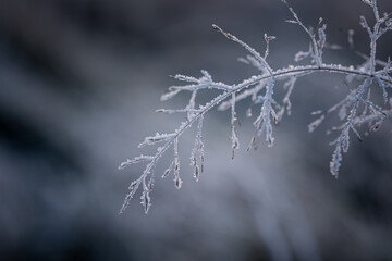Mit Eiskristallen besetzte Gras&auml;hre an einem eisigen Morgen