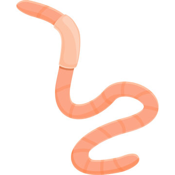 Illustration Of A Long Segmented Earthworm With A Lighter Pinkish Head And Body Segment On A Transparent Background