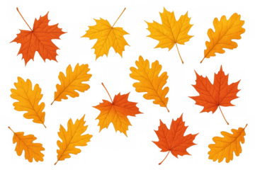 Yellow and orange maple and oak tree leaves creating a seamless fall pattern. Image has a transparent background